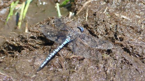 Réf. 347 270 : Aeshna caerulea